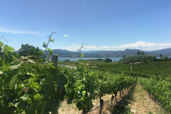 Therapy Vineyards