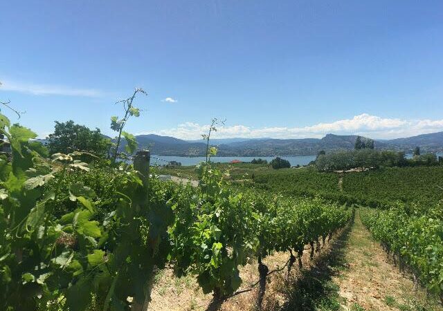 Therapy Vineyards